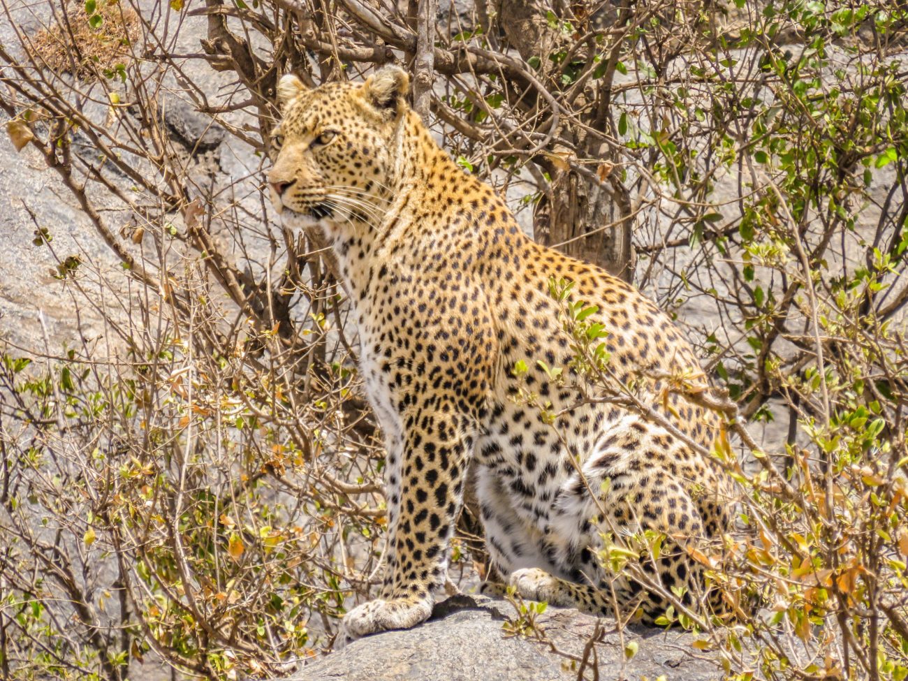 SAFARI TANZANIE SERENGETI LÉOPARD